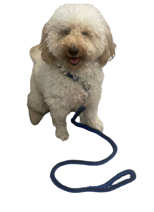 Blue Line Dog Leash